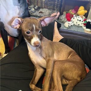 Meet your Posher, Mari